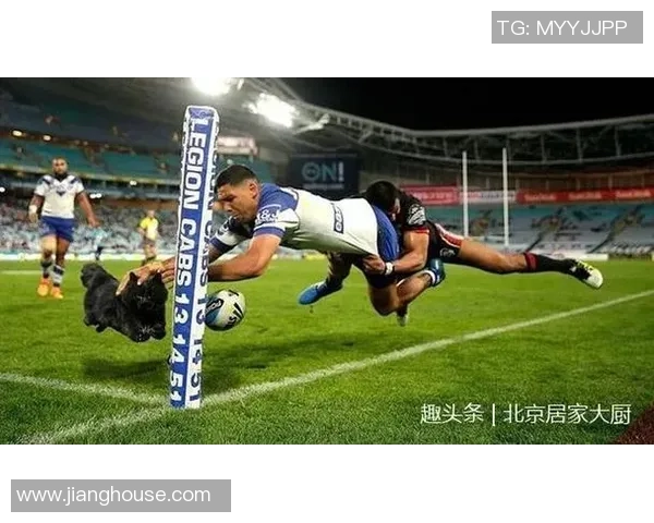 足球明星的黑猫背后隐藏的故事与秘密揭秘